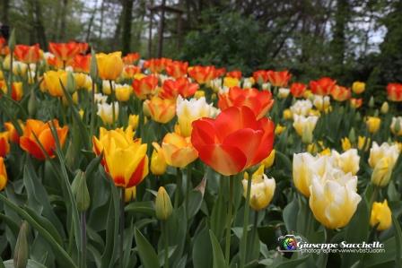 tulipani a Pralormo