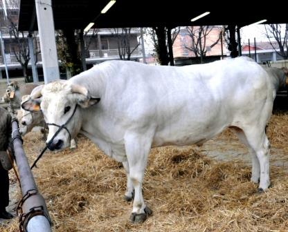 allevatori piemonte bovini da latte