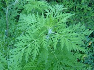 Ambrosia Artemisiifolia