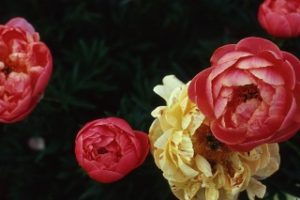 peonie in fiore vivai delle commande carmagnola maggio 2018