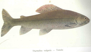 Dal 2019 divieto di pesca per luccio e temolo