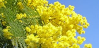 Carmagnola mimosa festa della donna 8 marzo UDI