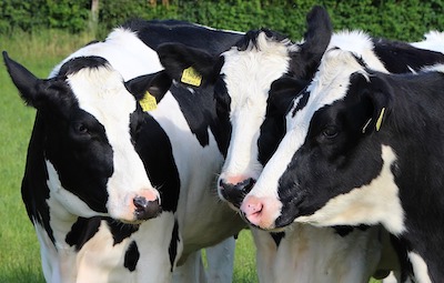Incontri tecnici sull'alimentazione dei bovini da latte