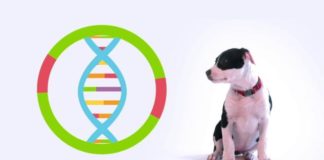 dna canino