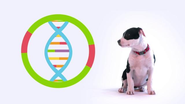 dna canino