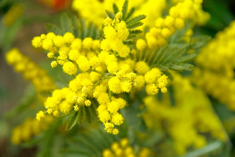 mimosa giornata donna carmagnola