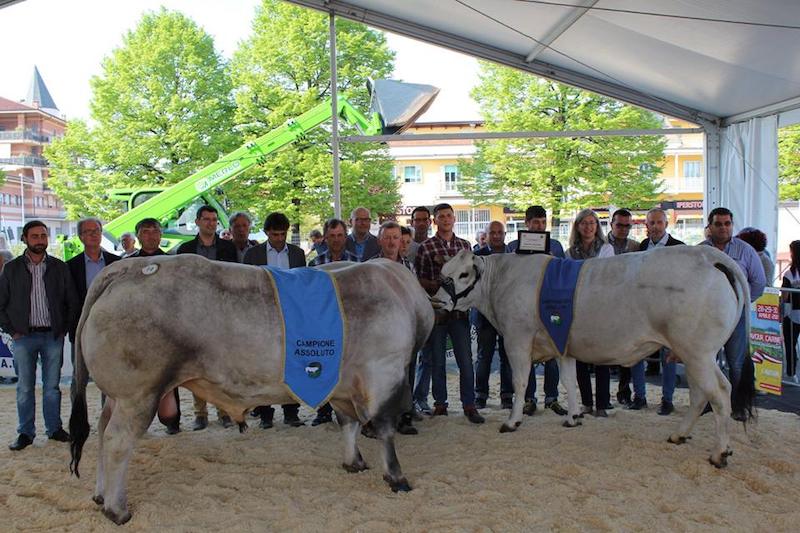 Fiera di Primavera Carmagnola mostre bovine