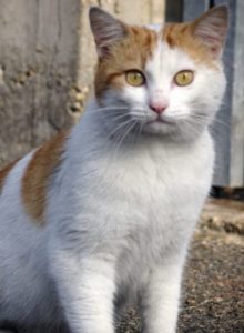 colonie feline carmagnola