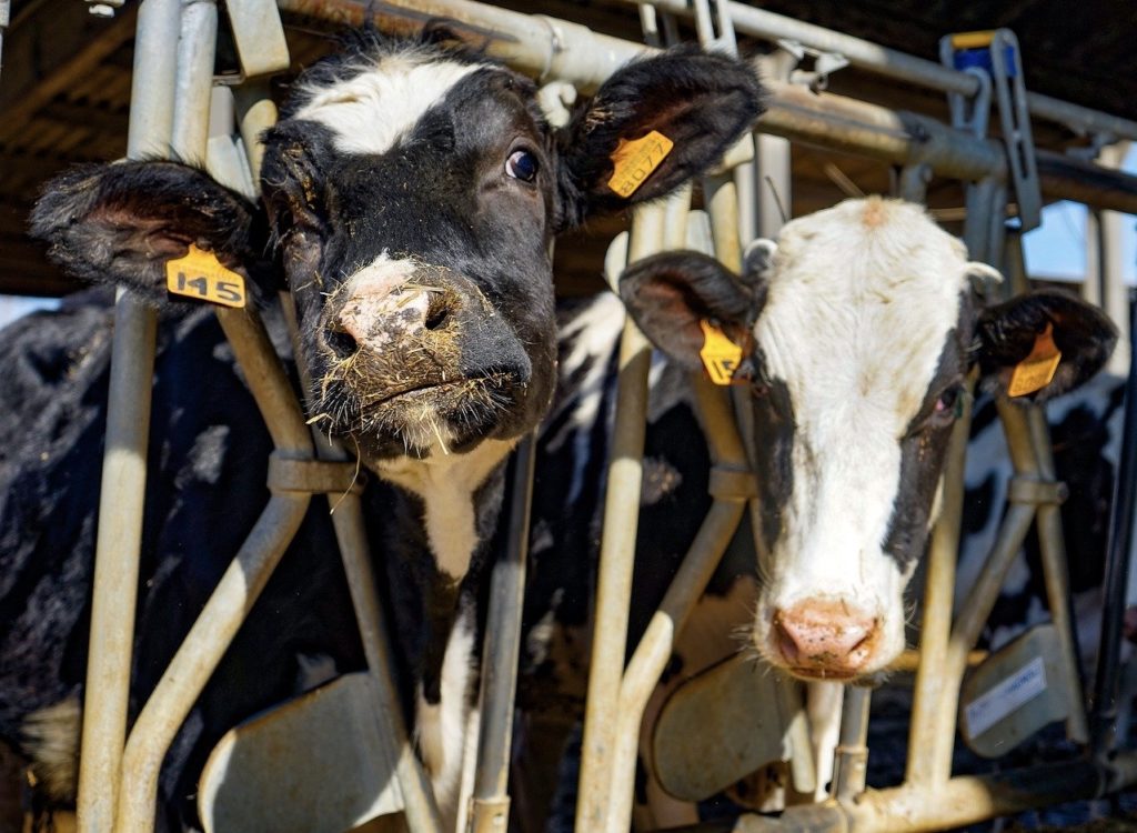 niente fiera di primavera a Carmagnola causa Coronavirus