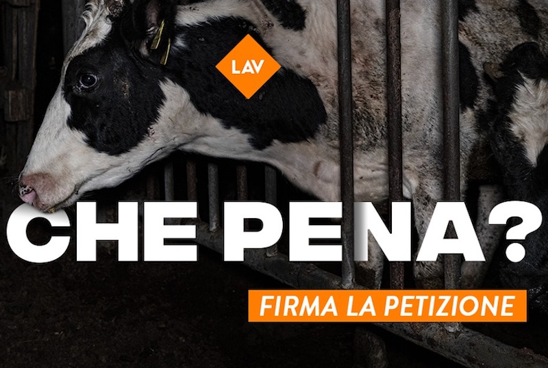 lav petizione maltrattamento animali