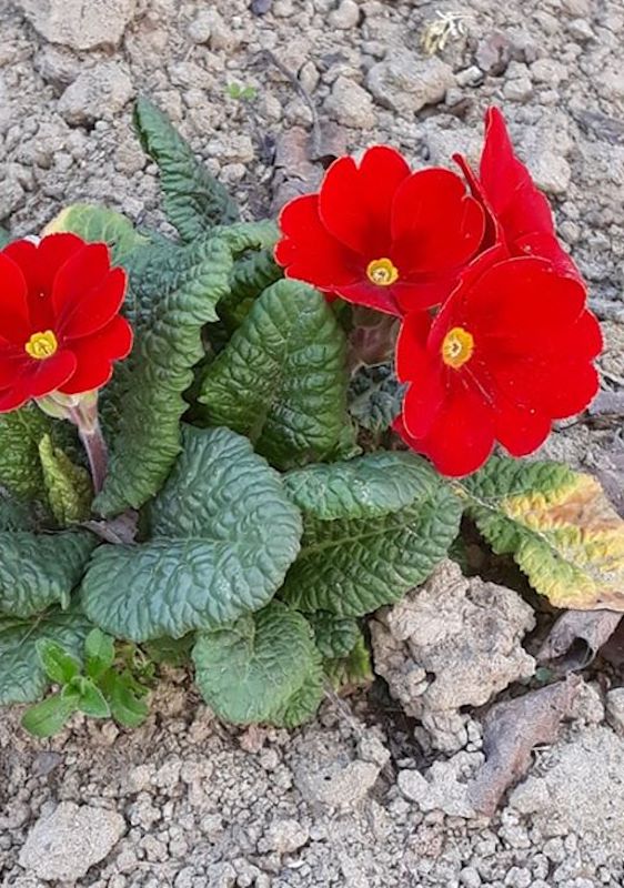 Carmagnola ai tempi del Coronavirus foto