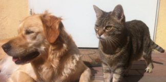 cibo per cani e gatti