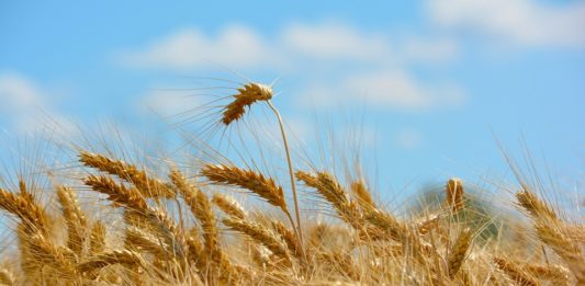 agricoltura Covid Piemonte