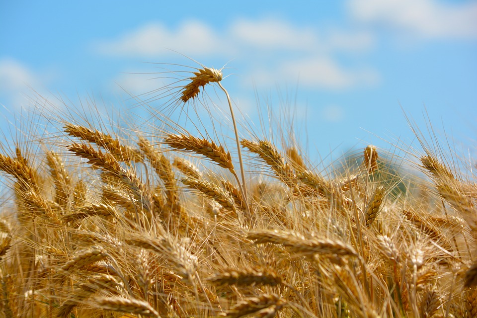 agricoltura Covid Piemonte