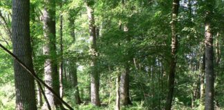 bosco del merlino manutenzione boschi foreste piemonte