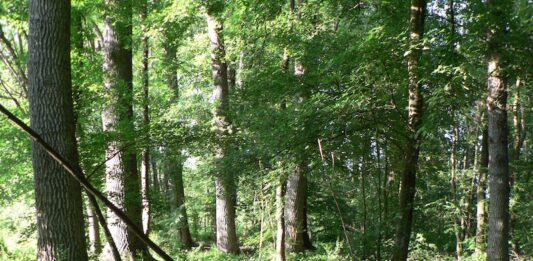 bosco del merlino manutenzione boschi foreste piemonte