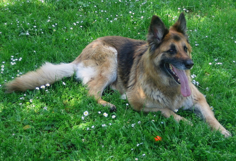 Ripartono i tamponi per il Dna dei cani a Carmagnola