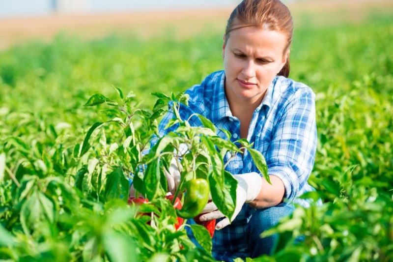 agricoltura femminile