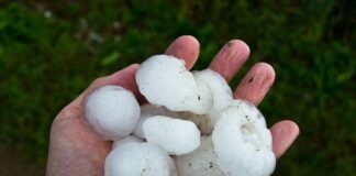 danni agricoltura calamità naturali