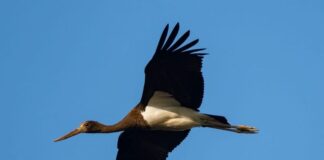 cicogna nera in volo ph Filippo Marmo