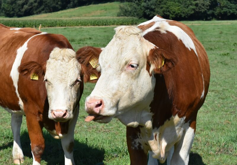 aiuti imprese agricole piemonte