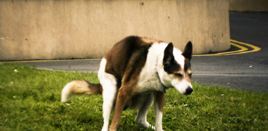 deiezioni dna canino