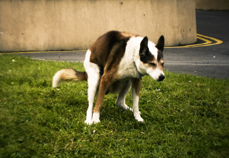 deiezioni dna canino