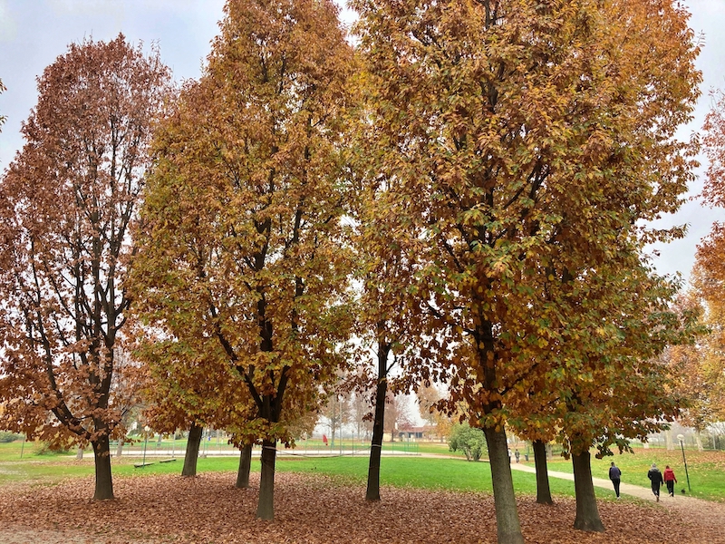 Carmagnola: in arrivo nuovi attrezzi ginnici al parco della Vigna