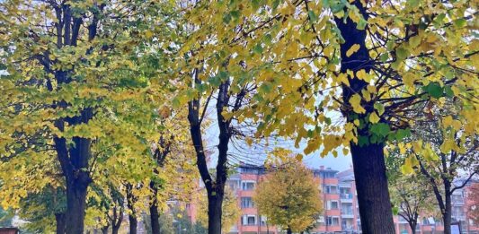 alberi carmagnola viale barbaroux