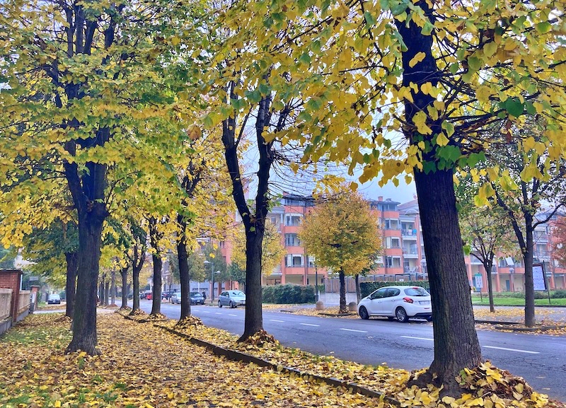 alberi carmagnola viale barbaroux