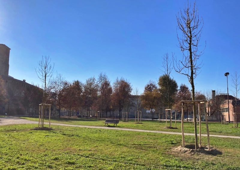 nuovi alberi a carmagnola