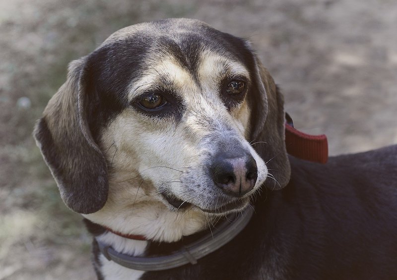 maltrattamento degli animali