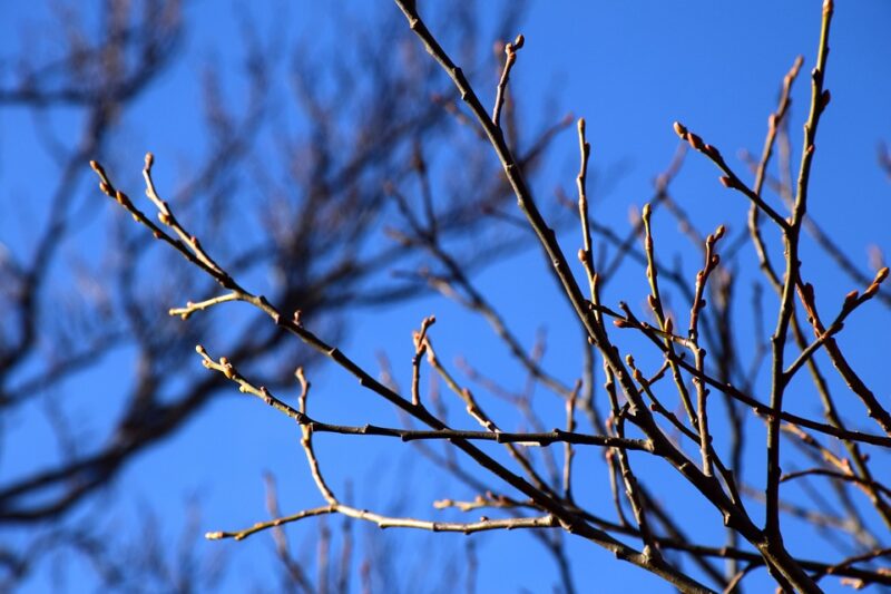 Villastellone, i cittadini devono tagliare la vegetazione pericolosa