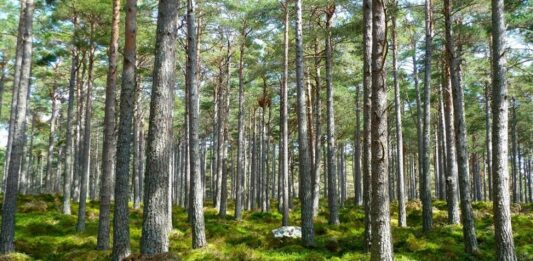 Foresta condivisa Po piemontese