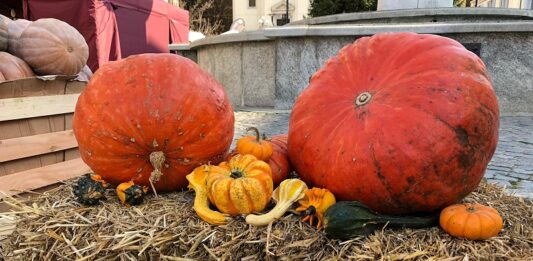 Santena sagra zucca