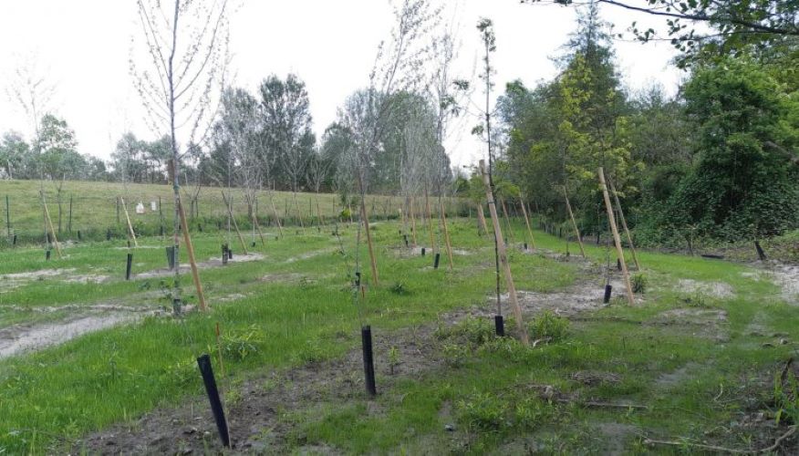 70 mila nuovi alberi in arrivo nel Torinese contro l'inquinamento