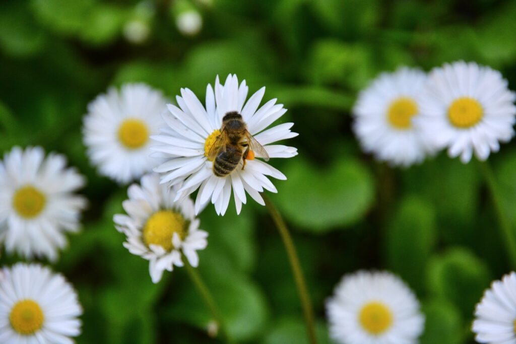 progetto Carmagnola Bees