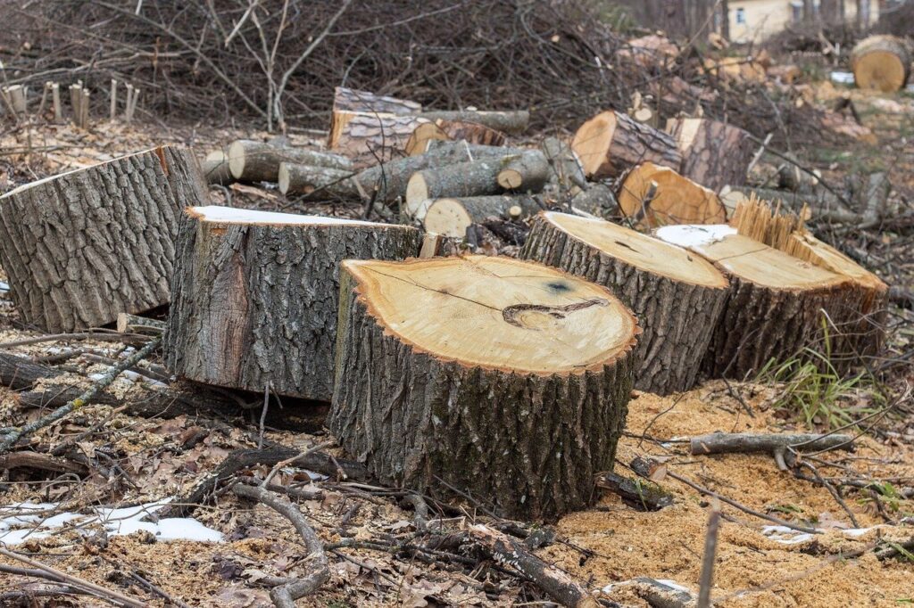 Faule abbattuti alberi sicurezza