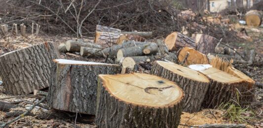 Faule abbattuti alberi sicurezza