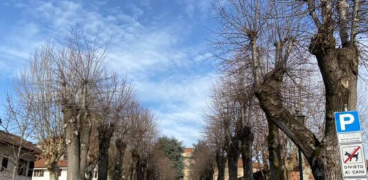 virle piemonte censimento alberi agronomo patrimonio arboricolo