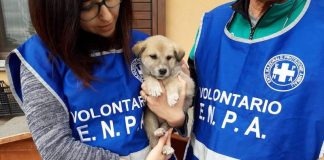 castagnole piemonte canile enpa cani randagismo convenzione rinnovo