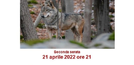 Sommariva incontro lupo