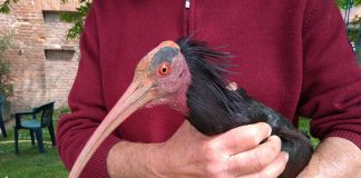 Racconigi ibis eremita