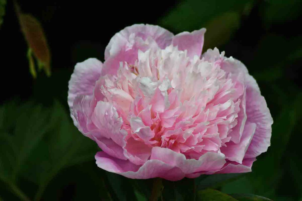 peonie in fiore carmagnola 2022