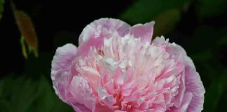 peonie in fiore carmagnola 2022