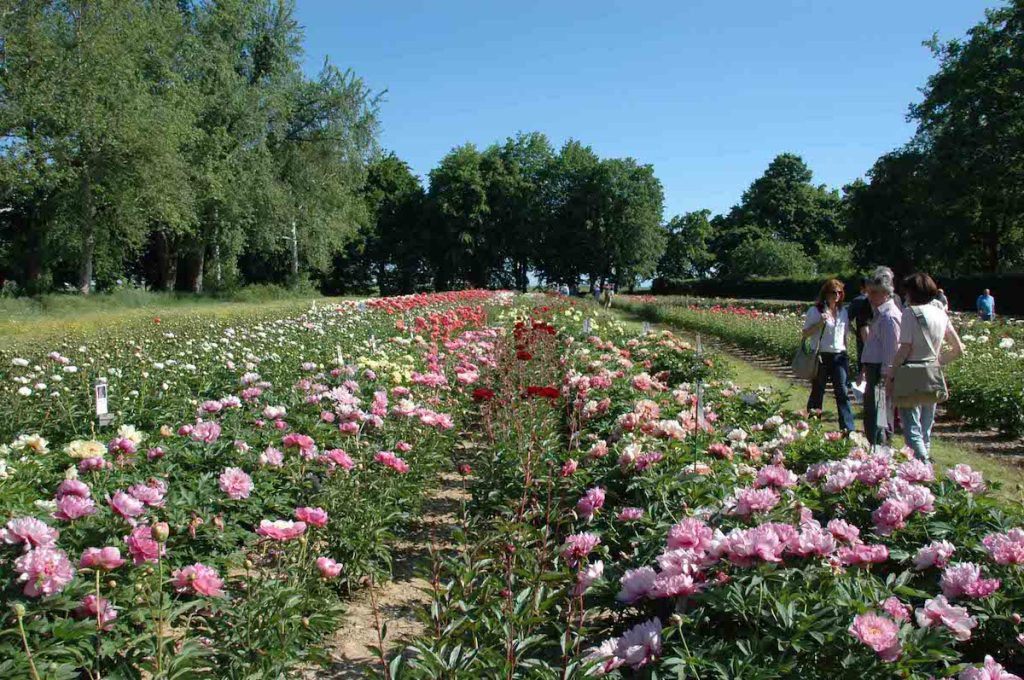 peonie in fiore carmagnola 2022