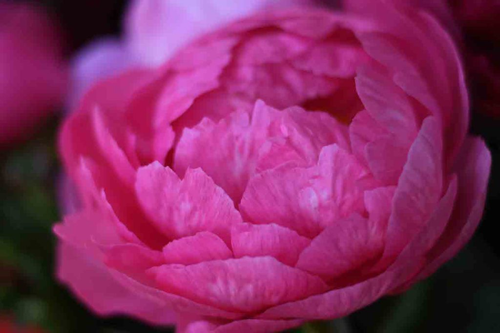 peonie in fiore carmagnola 2022