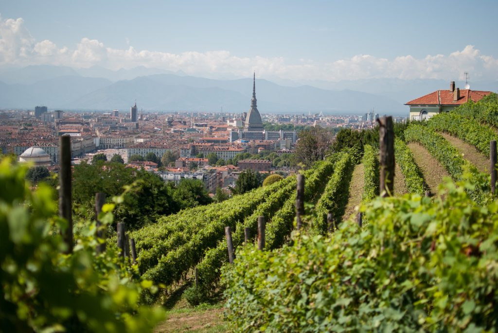 viticoltura in provincia di torino