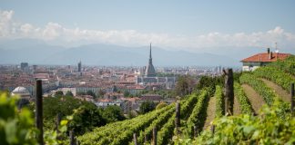 viticoltura in provincia di torino