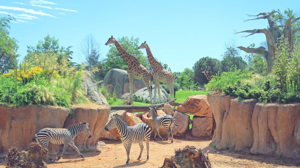 zoom torino piobesi torinese castagnole piemonte virle animali cumiana bioparco ingresso